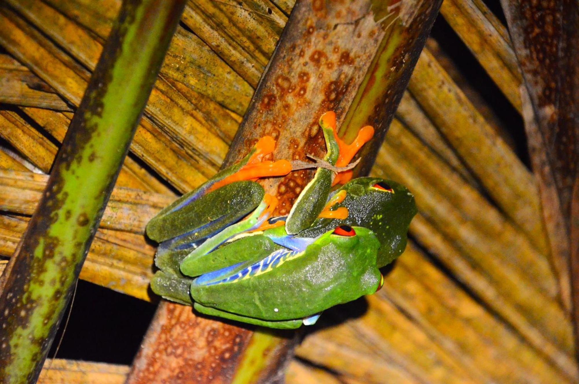 Chalets Silencio Del Bosque La Fortuna Kültér fotó